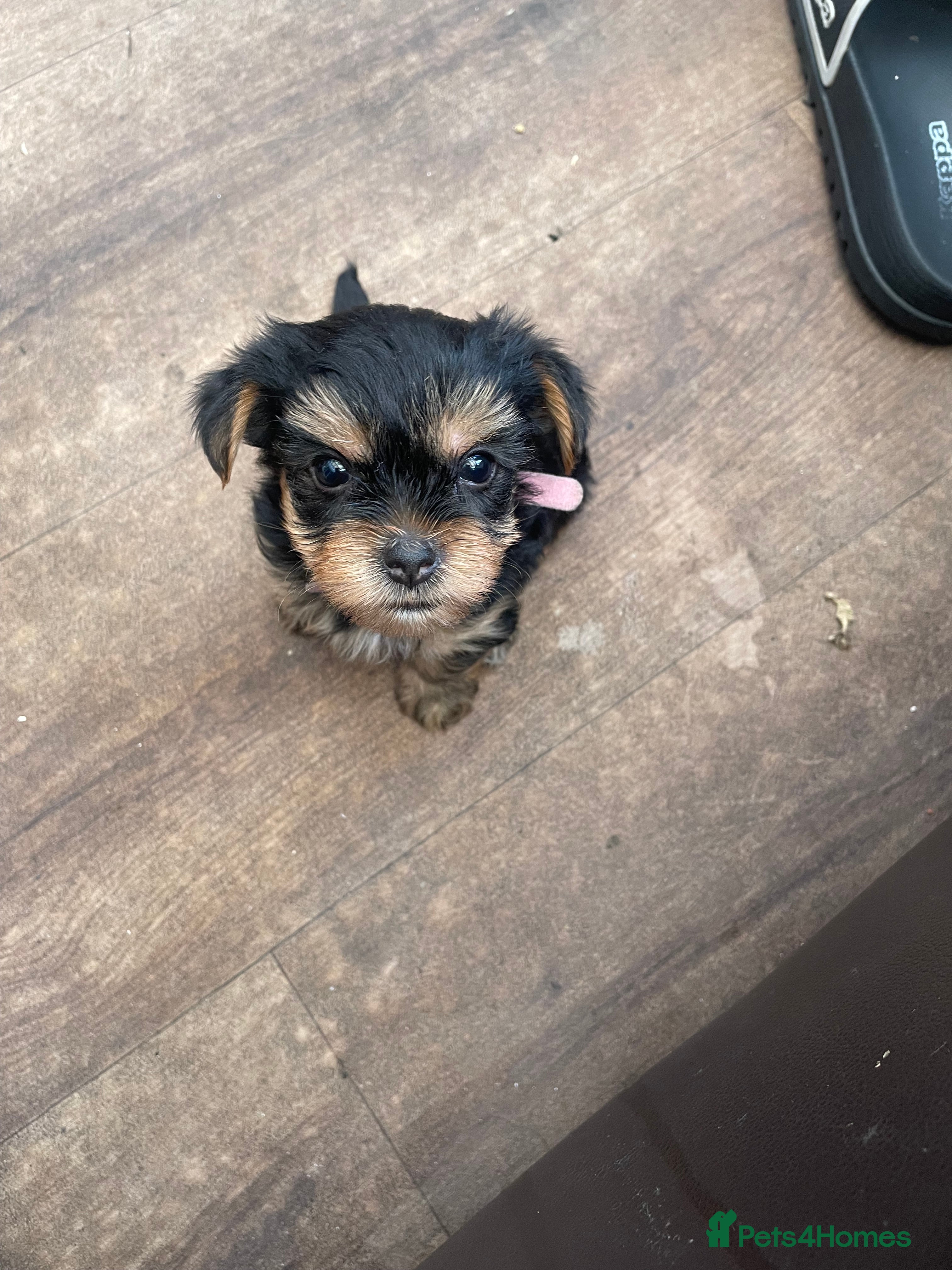 Yorkshire Terrier dogs Yorkshire Terrier puppies 🐶  - Advert 2