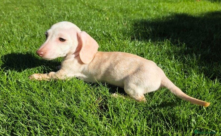 Miniature Dachshund dogs - Advert 1