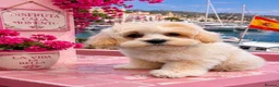 Maltipoo dogs for sale: Maltipoo puppies exceptional quality  - Advert 14