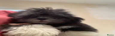 Lhasa Apso 1