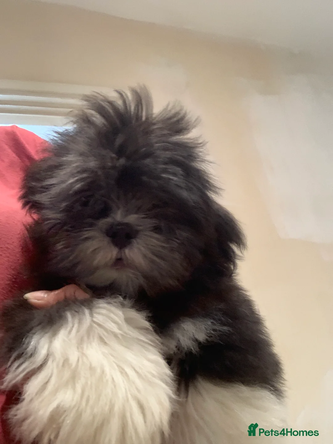 Lhasa Apso dogs for sale: Beautiful Lhasa boys for sale - Advert 10