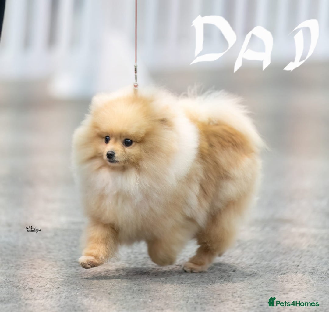 Pomeranian dogs for sale: K C registered beautiful Pomeranians - Advert 21