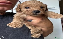 Cockapoo dogs for sale: 2 boys 2 girl Cockapoo puppy’s  - Image 12