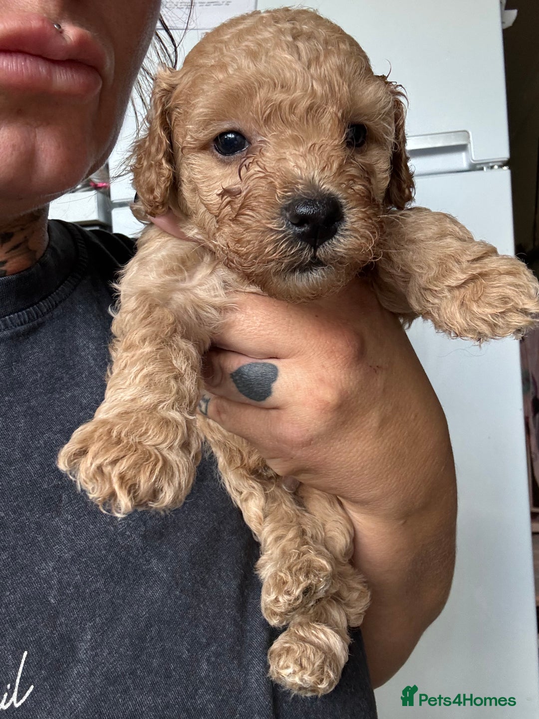 Cockapoo dogs for sale: 2 boys 2 girl Cockapoo puppy’s  - Image 12