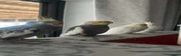 Cockatiels birds for sale: 4x mixed coloured cockatiles - Advert 27