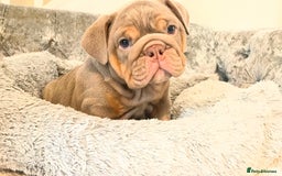 English Bulldog dogs for sale: Star Studded English Bulldogs - Image 2