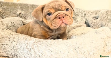 English Bulldog dogs - Advert 8