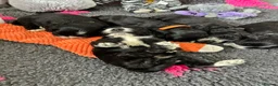 Cockapoo dogs for sale: 5 ⭐️ licensed home breeder  - Advert 6