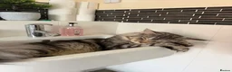 Maine Coon cats for sale: Silver tabby Maine coon - Advert 1