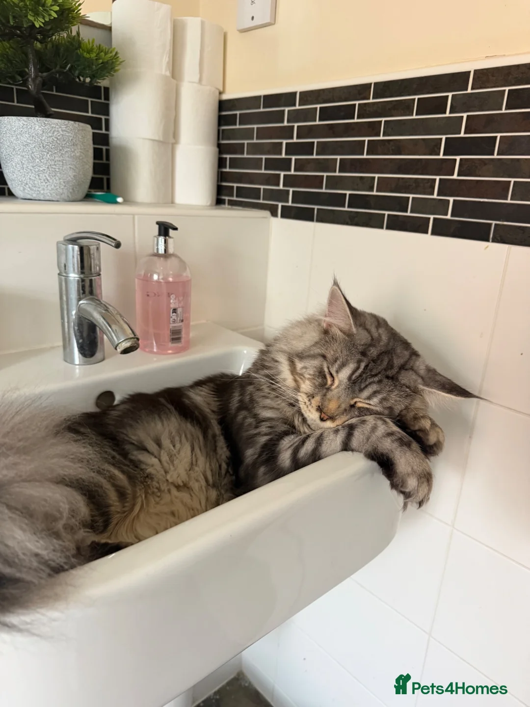 Maine Coon cats for sale: Silver tabby Maine coon - Advert 1