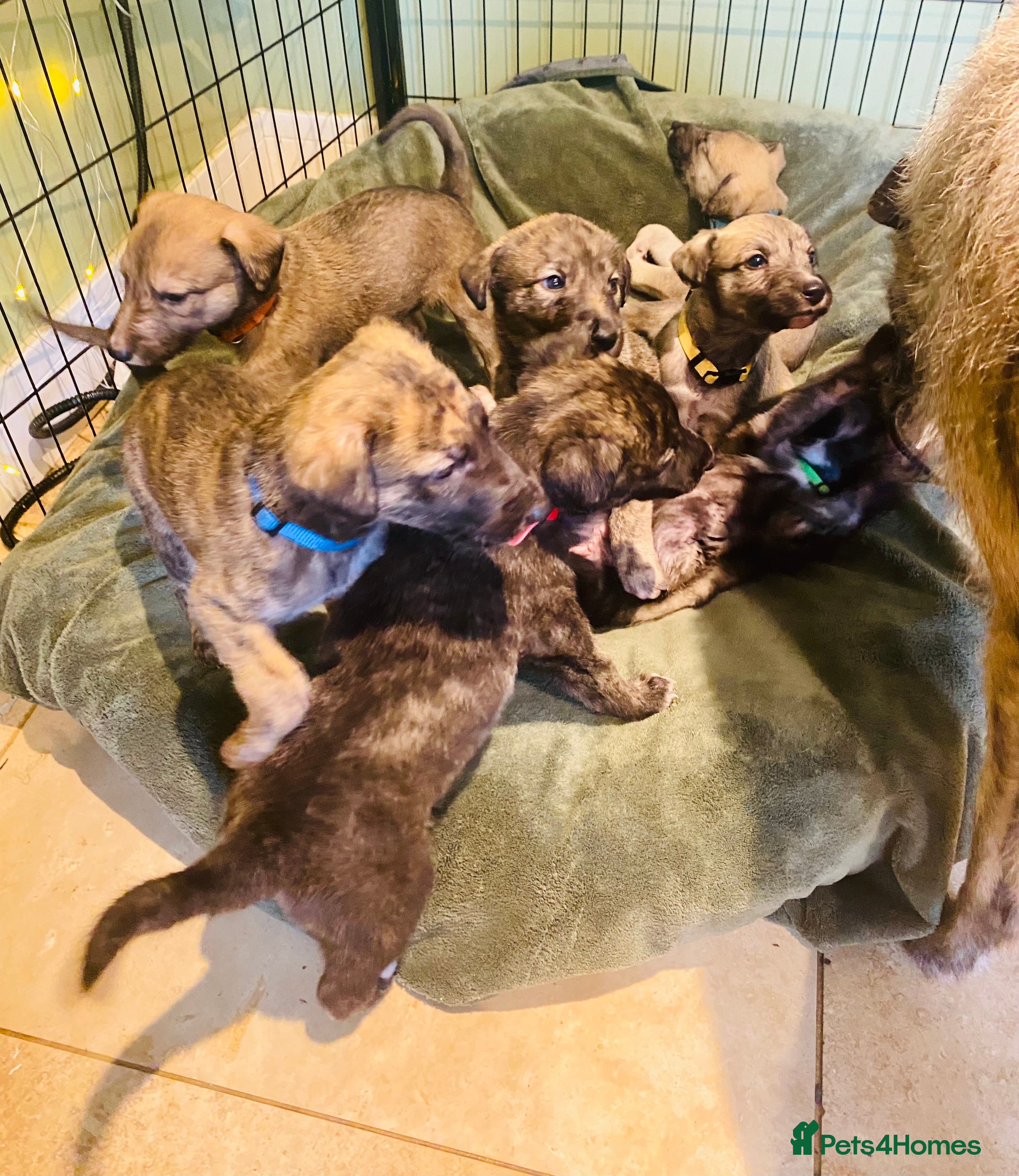 Lurcher dogs 6 Stunning Lurcher Pups Available 23rd March - Advert 3