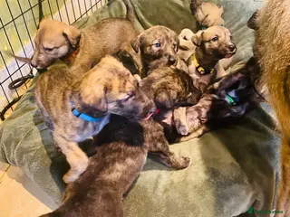 Lurcher dogs 6 Stunning Lurcher Pups Available 23rd March - Advert 3