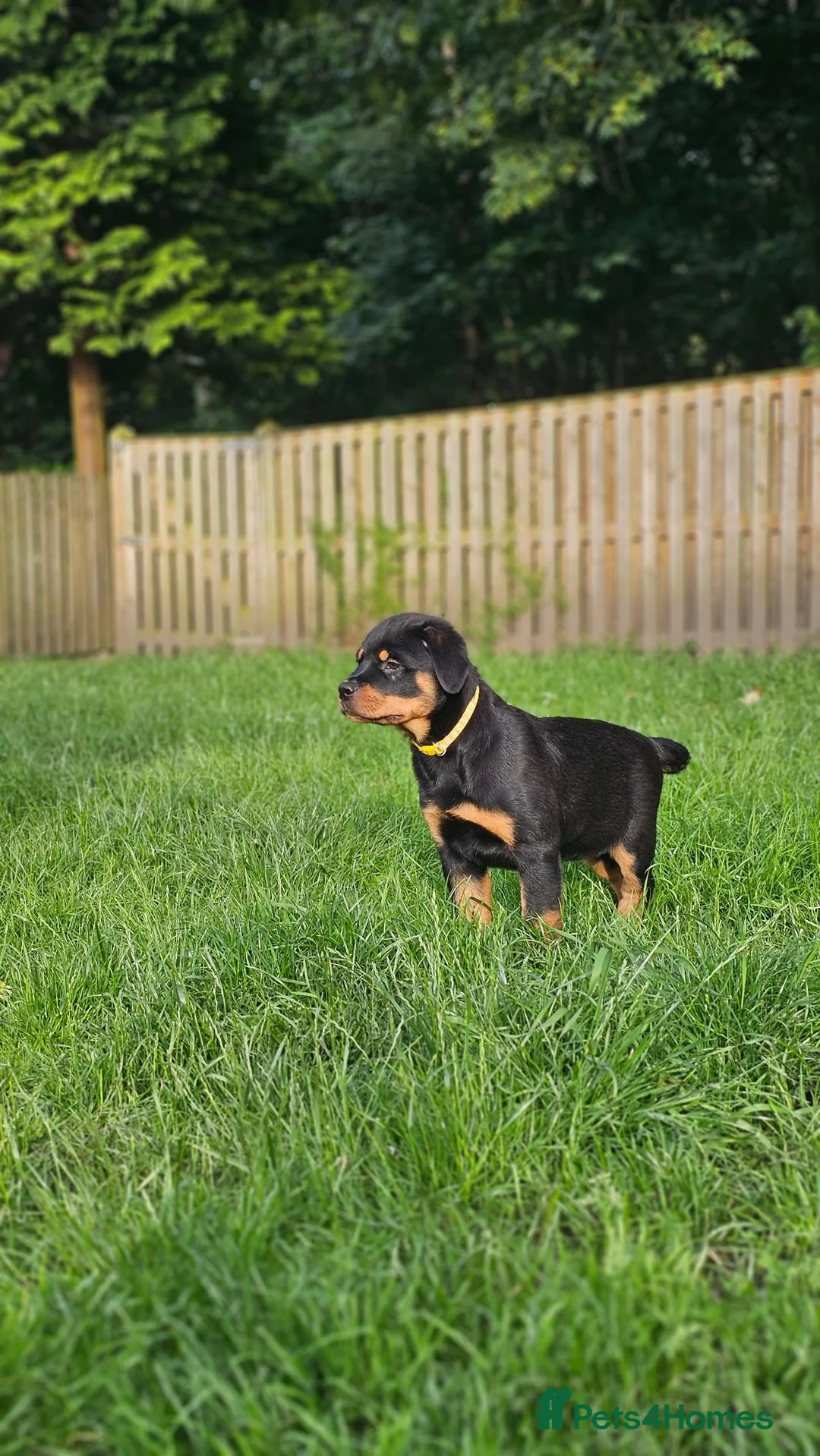 Rottweiler dogs for sale: Champion Bloodline German Rottweiler Puppies - Advert 1