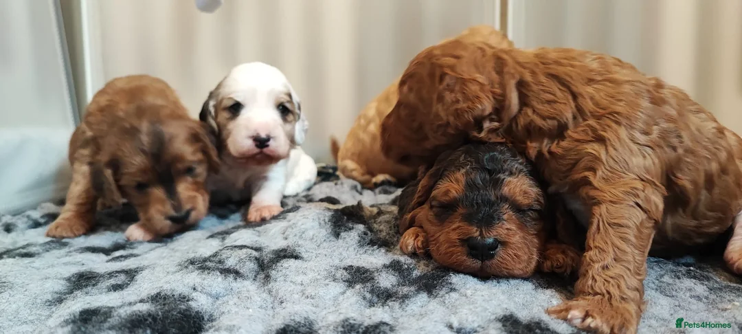 Cockapoo dogs for stud: Red Sable - Carrys Tan/Phantom, Parti & Chocolate in Eastleigh - Advert 8