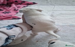 Mixed Breed dogs for sale: Staffy-lurcher Cross Border Collie  - Image 7