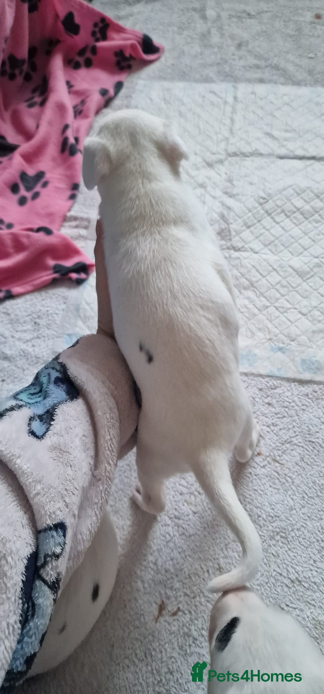 Mixed Breed dogs for sale: Staffy-lurcher Cross Border Collie  - Image 7