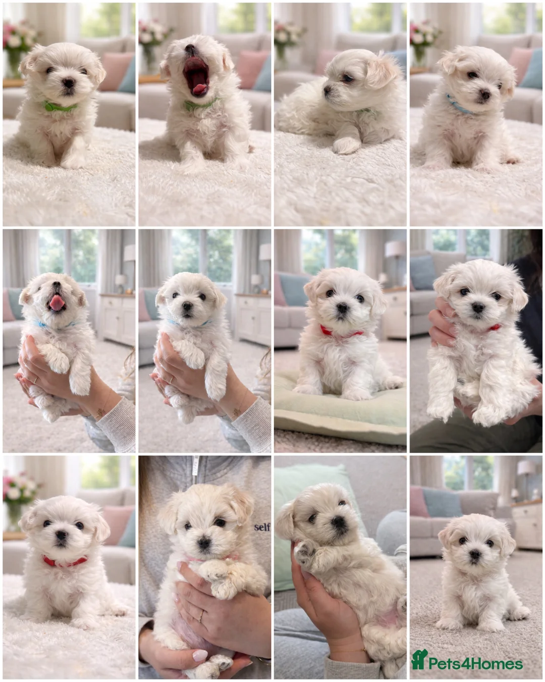 Maltese dogs for sale: Beautiful Maltese Puppies for Sale 🐾 - Advert 1
