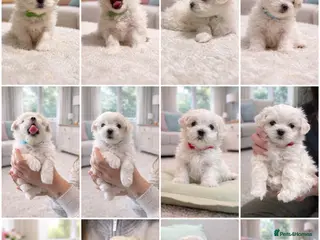Maltese dogs Beautiful Maltese Puppies for Sale 🐾 - Advert 1