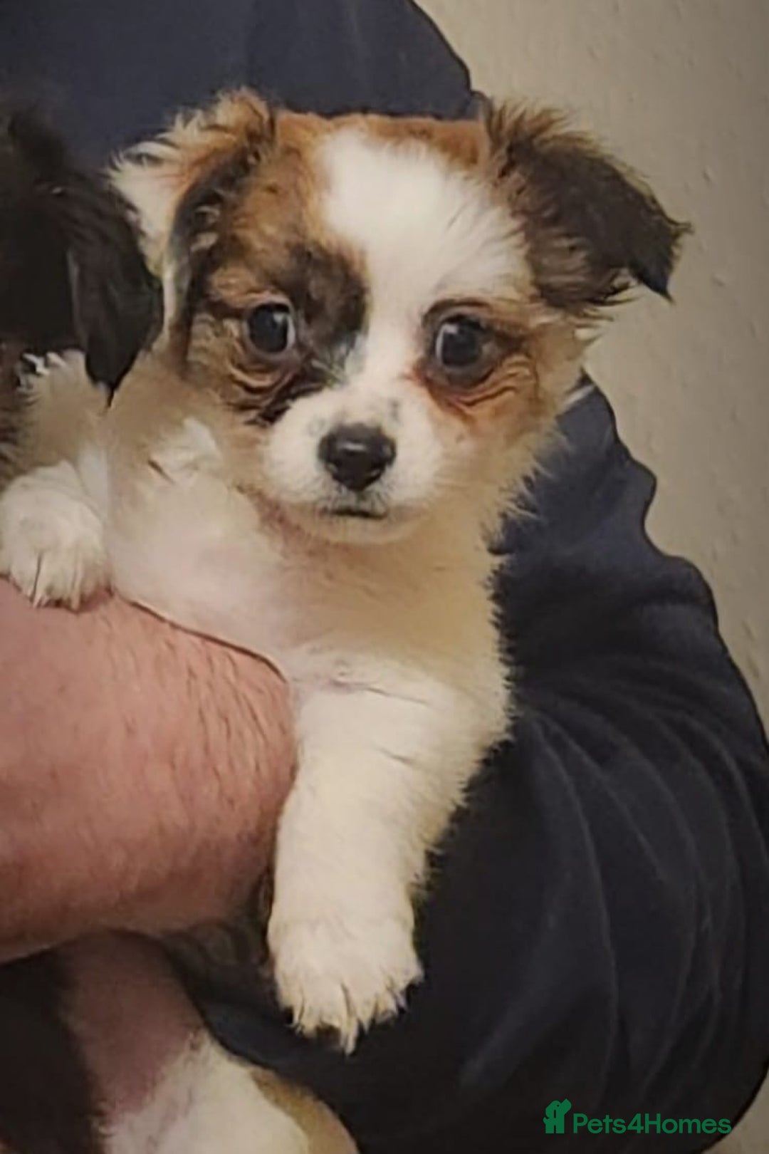 Jack Russell dogs for sale: Boy jack russell pups for sale - Image 2