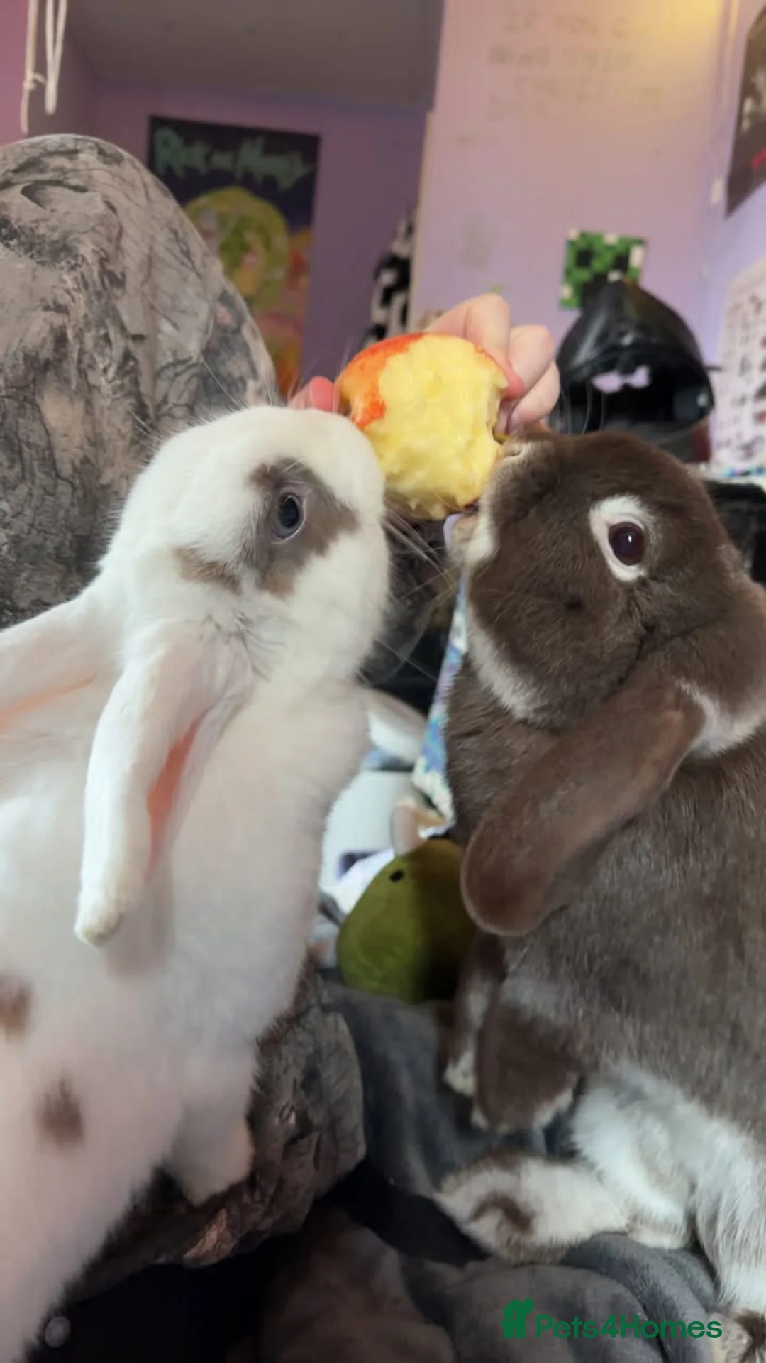Mini Lop rabbits for sale: neutered male and uneutered female bonded pair - Advert 2