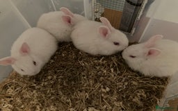 New Zealand rabbits for sale: Baby New Zealand bunnies for sale in hull - Image 3