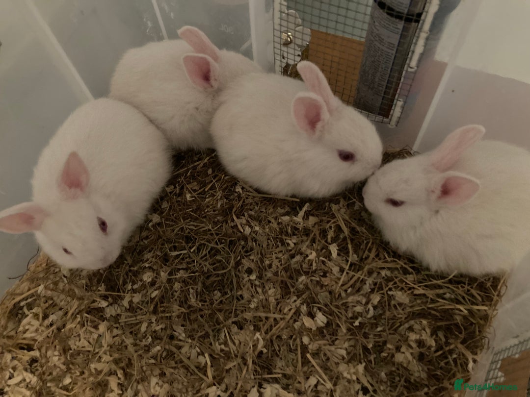 New Zealand rabbits for sale: Baby New Zealand bunnies for sale in hull - Image 3