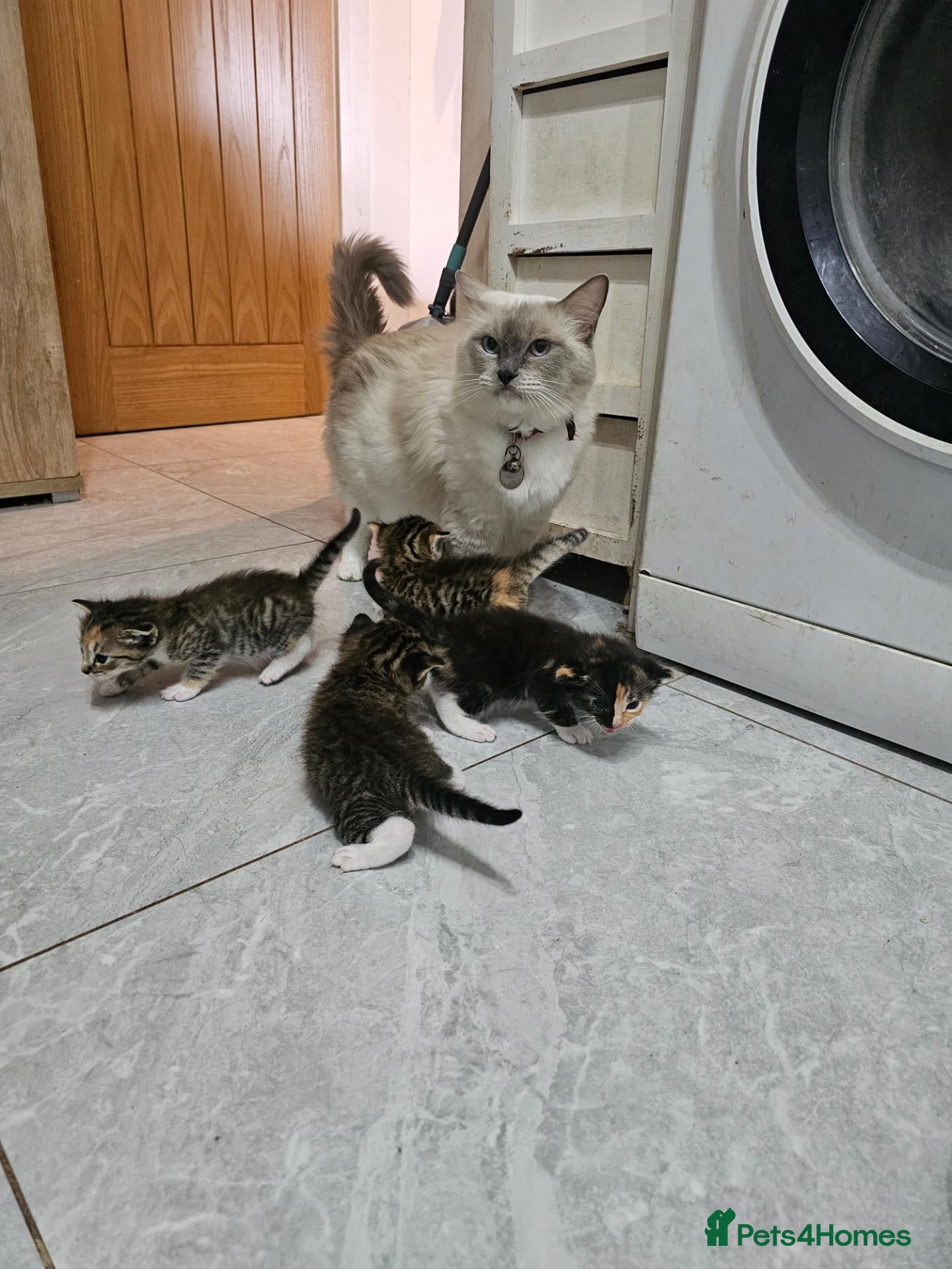Mixed Breed cats Mix ragdoll kittens for sale  - Advert 6