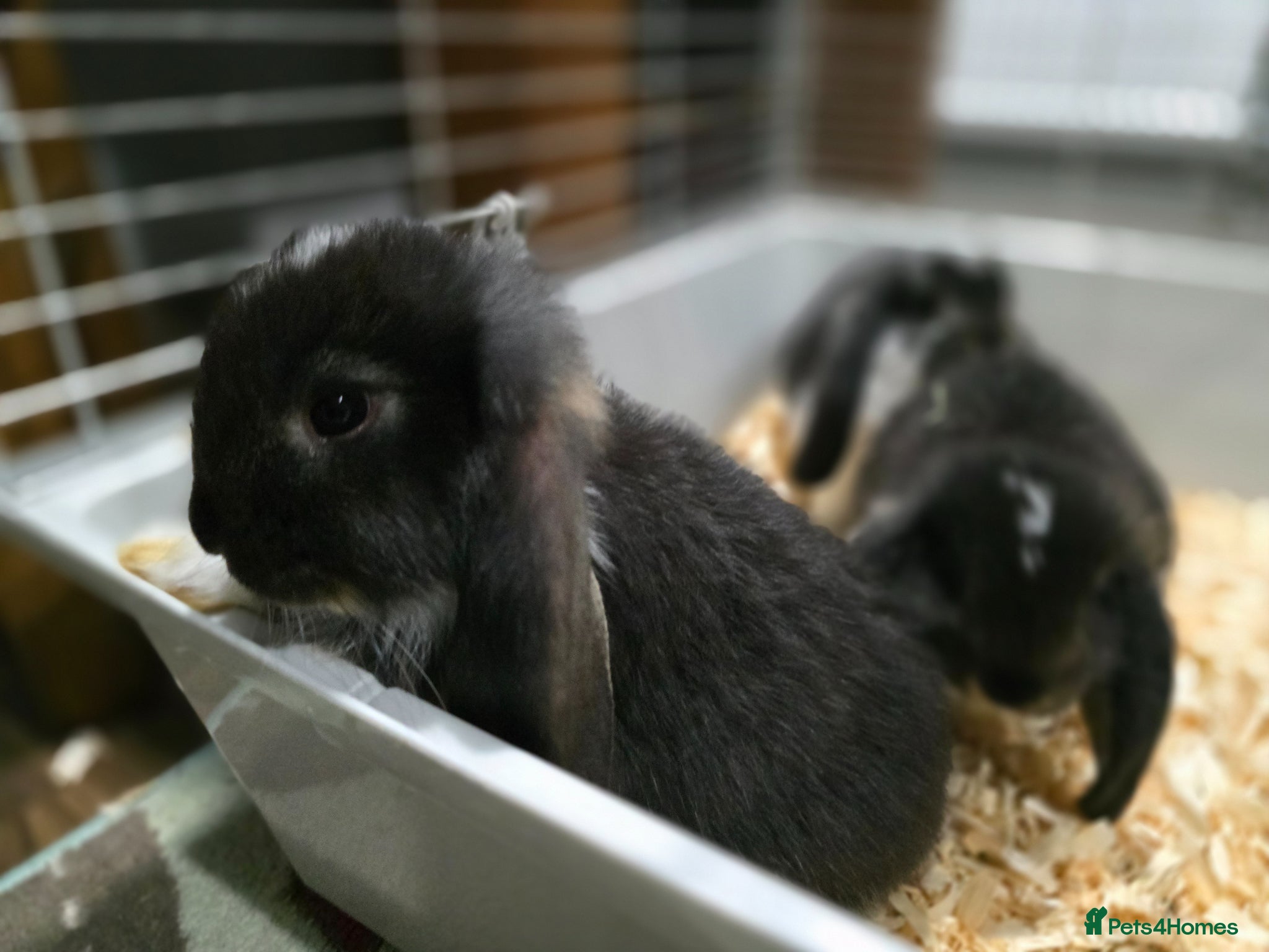 French Lop rabbits Pedigree french lop - Advert 2