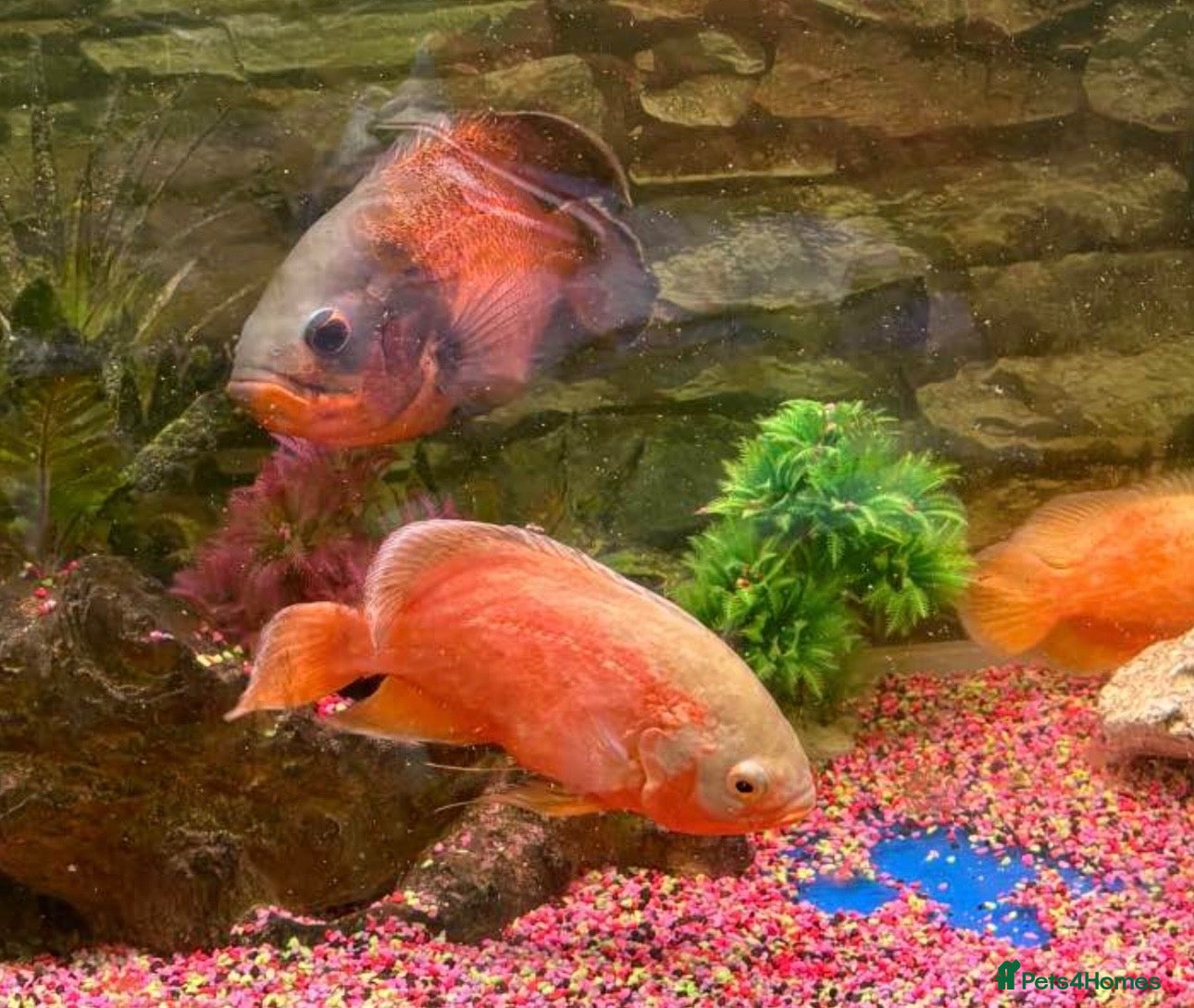 Other/Mixed Breed fish 3 x Oscar  - Advert 2