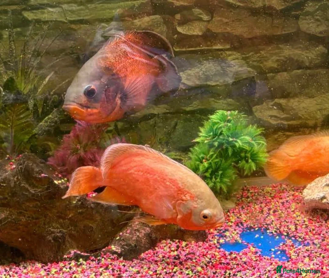 Other/Mixed Breed fish for sale: 3 x Oscar  in Grantham - Advert 1