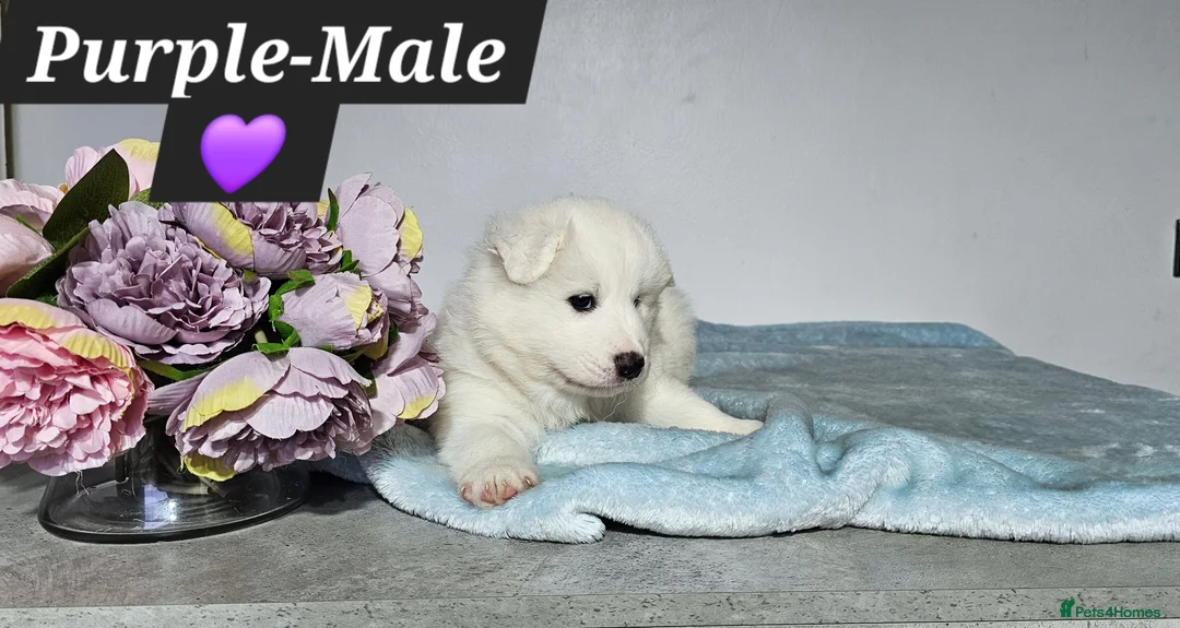 Samoyed dogs for sale: ‼️KC Registered Puppies!!!‼️ - Advert 15