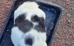 English Springer Spaniel dogs for sale: Quality Spaniel Litter at Sandaharr  - Image 4