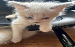 Ragdoll cats for sale: Ragdoll Kittens - Image 10