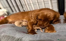 Cockapoo dogs for sale: Cockapoo puppies for sale - Image 19