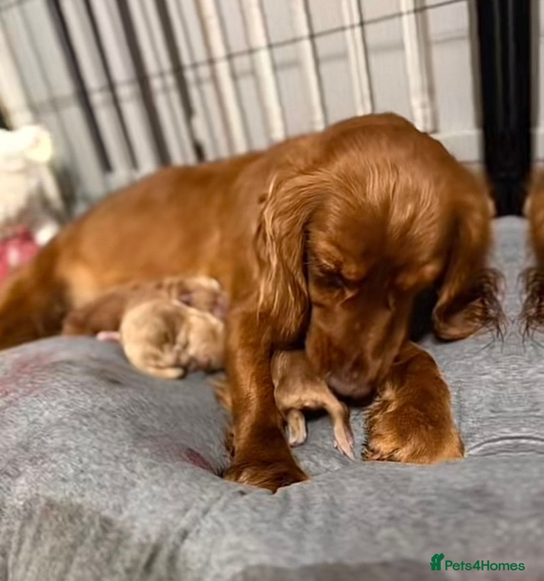 Cockapoo dogs for sale: Cockapoo puppies for sale - Image 19