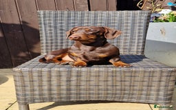 Dachshund dogs for sale: Miniature Smooth Haired Dachshund Puppies - Image 27