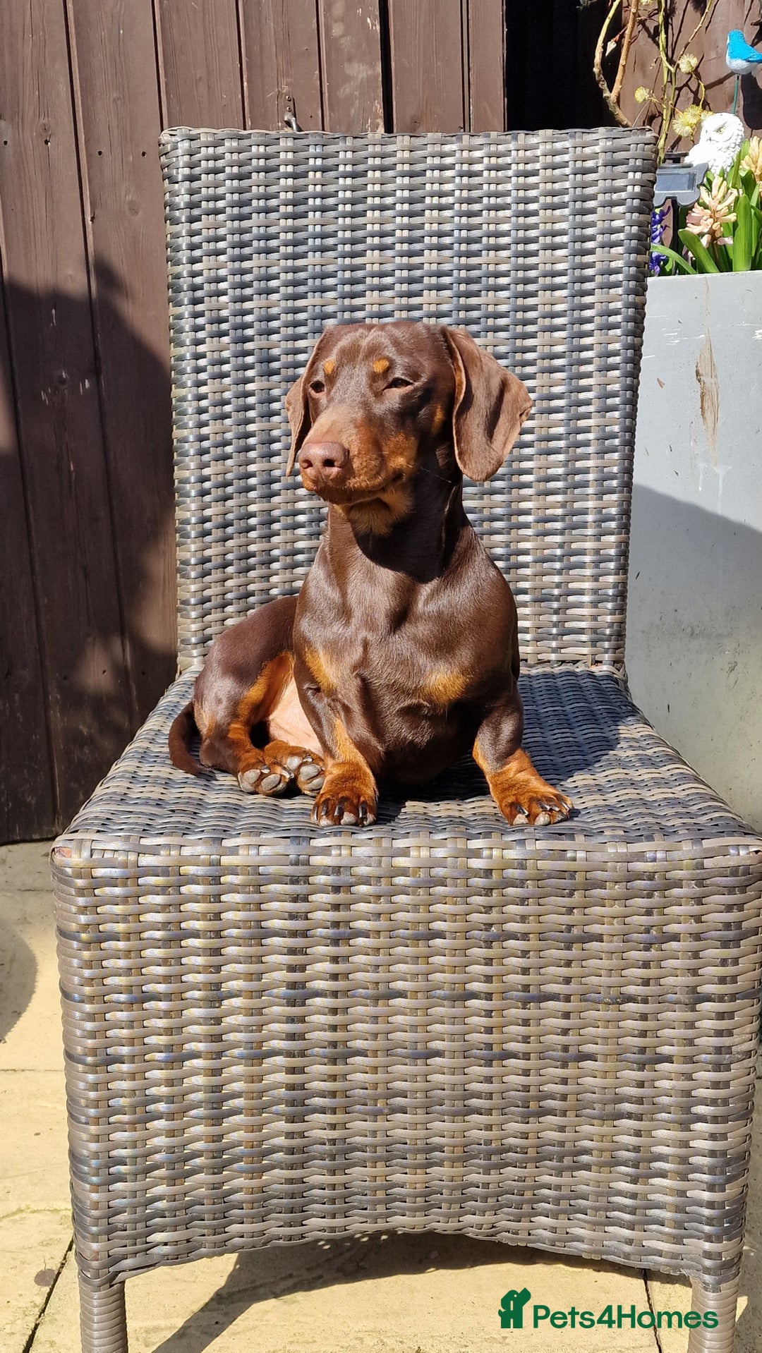 Dachshund dogs for sale: Miniature Smooth Haired Dachshund Puppies - Image 27
