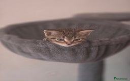 Domestic Shorthair cats for sale: Beautiful male tabby - Advert 5