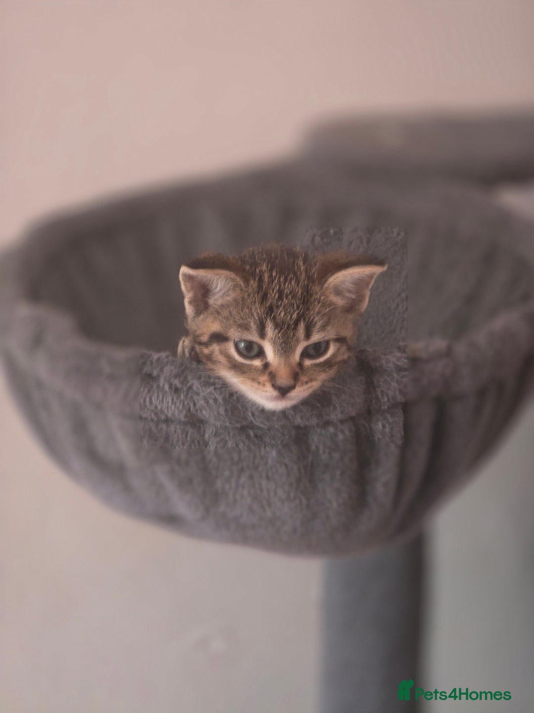 Domestic Shorthair cats for sale: Beautiful male tabby - Advert 5