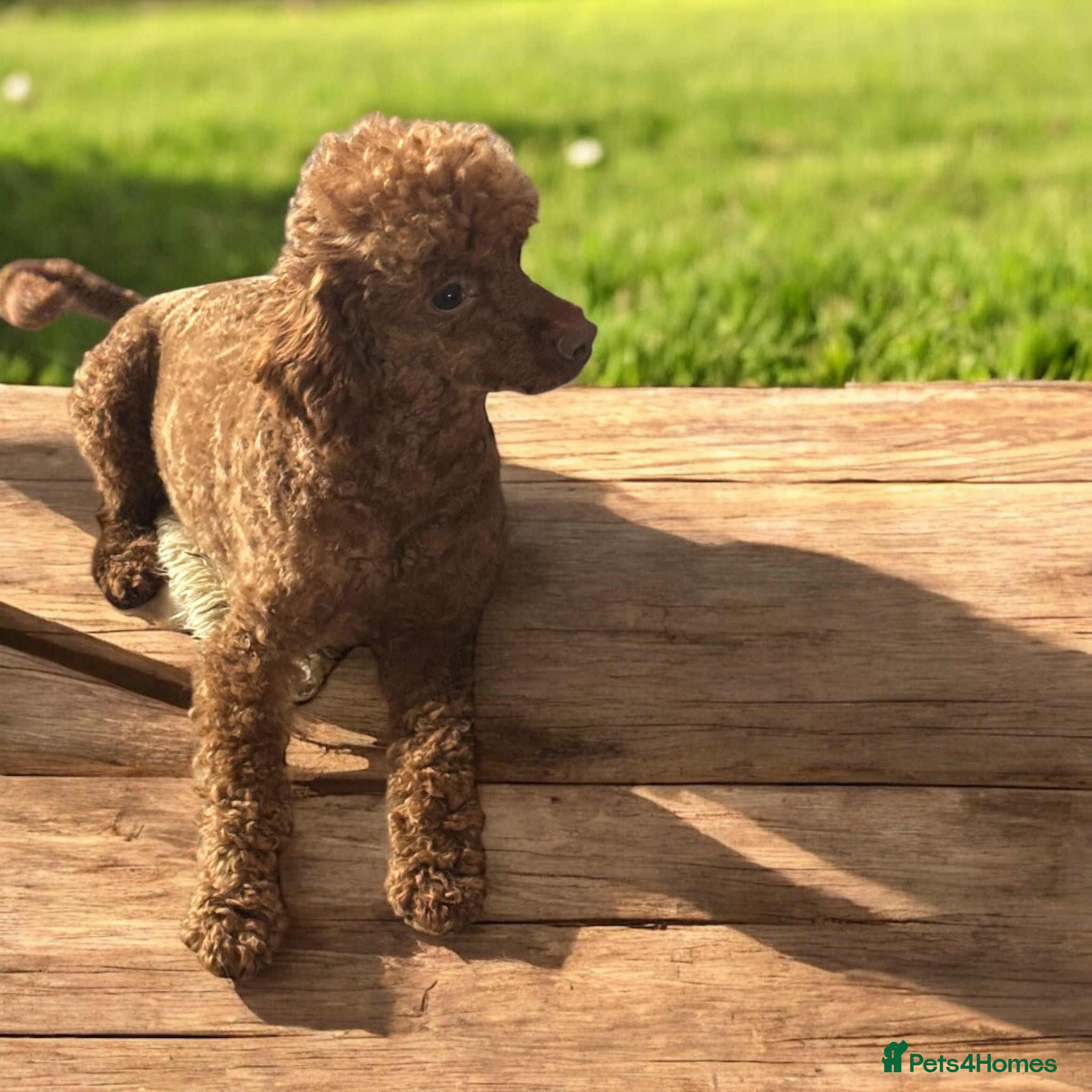 Toy Poodle dogs RED TOY POODLE MALE  - Advert 6