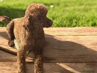 Toy Poodle dogs RED TOY POODLE MALE - Advert 6