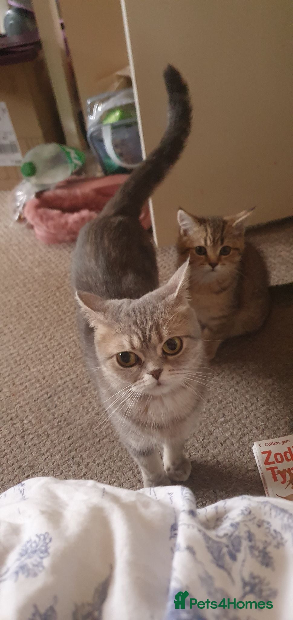 British Shorthair cats British Shorthair Black Golden Spotted Tabbys - Advert 2