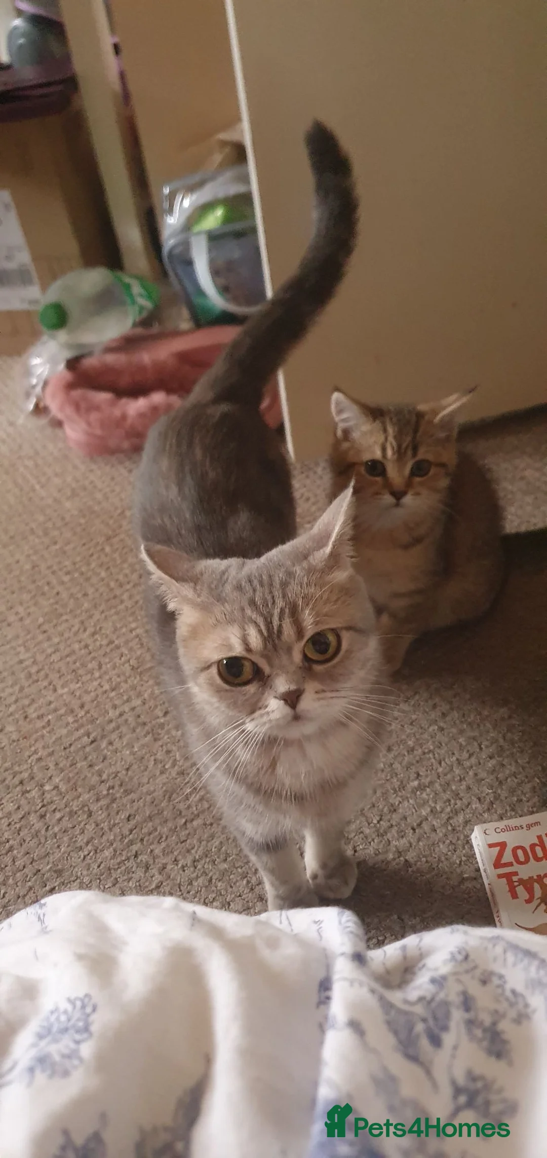 British Shorthair cats for sale: British Shorthair Black Golden Spotted Tabbys - Advert 1