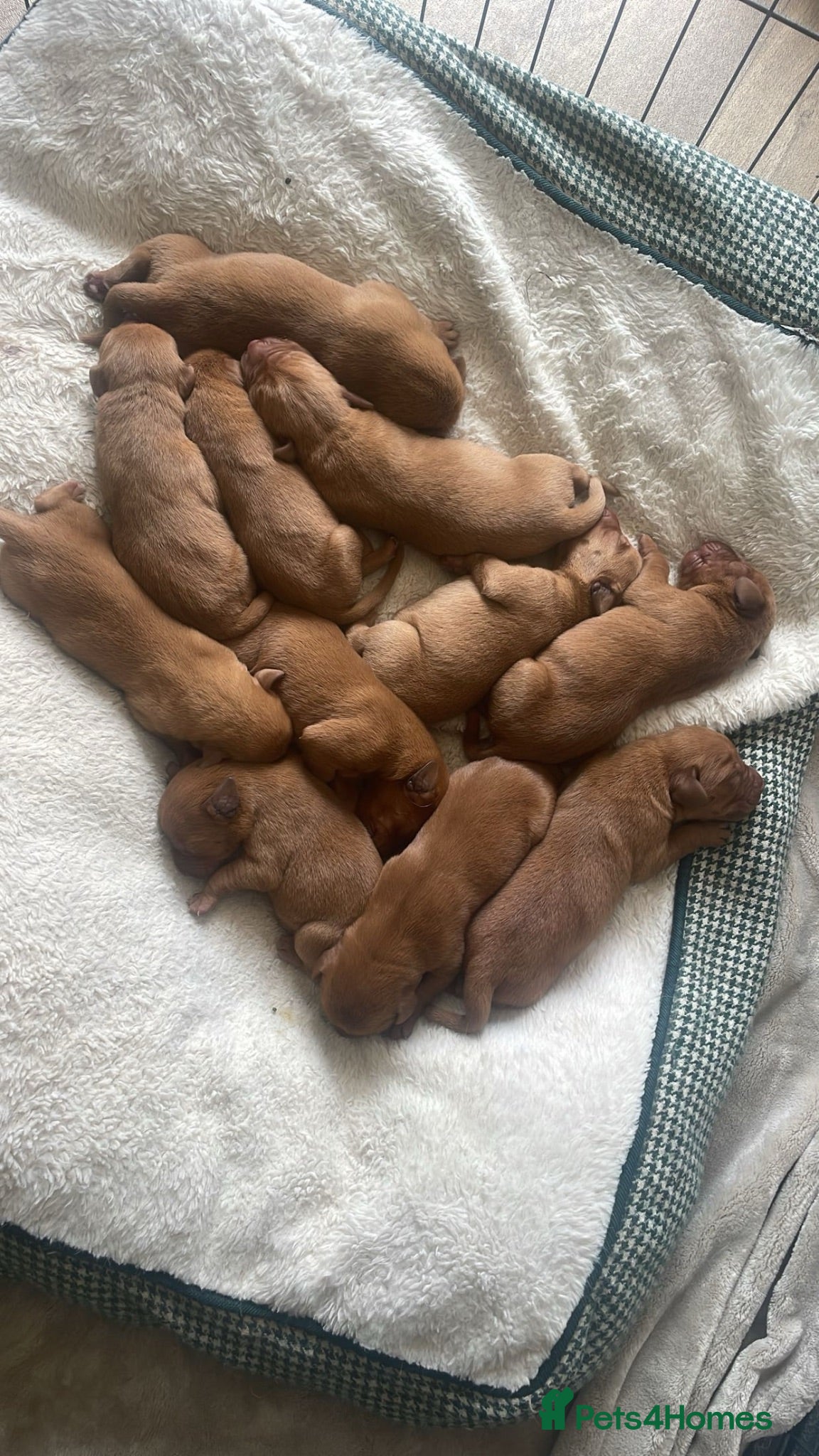 Labrador Retriever dogs Beautiful fox red Labrador litter of 11  - Advert 1