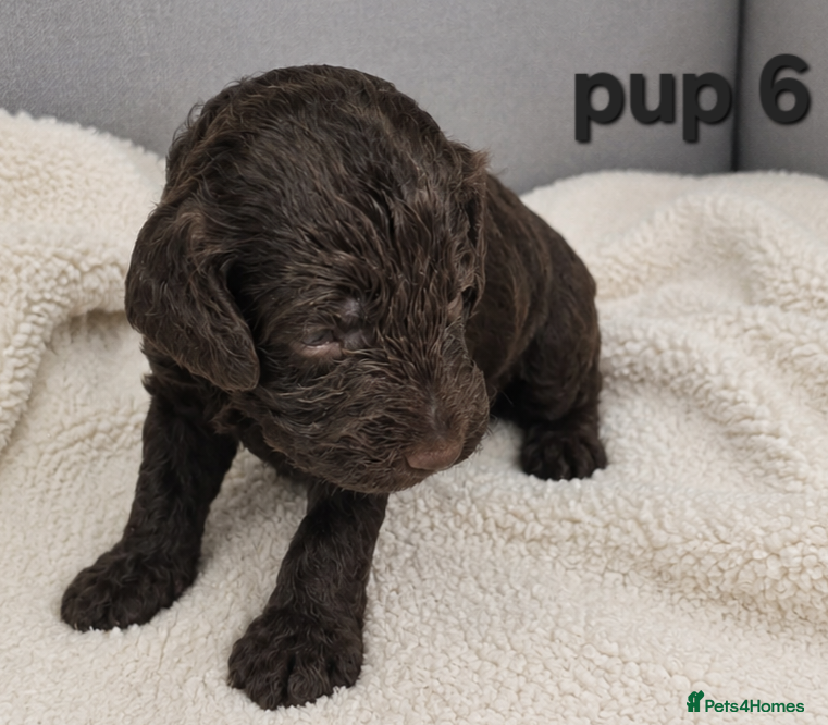Cockapoo dogs for sale: Rare cockapoo pups with mix blue eyes colour  in Wolverhampton - Advert 11