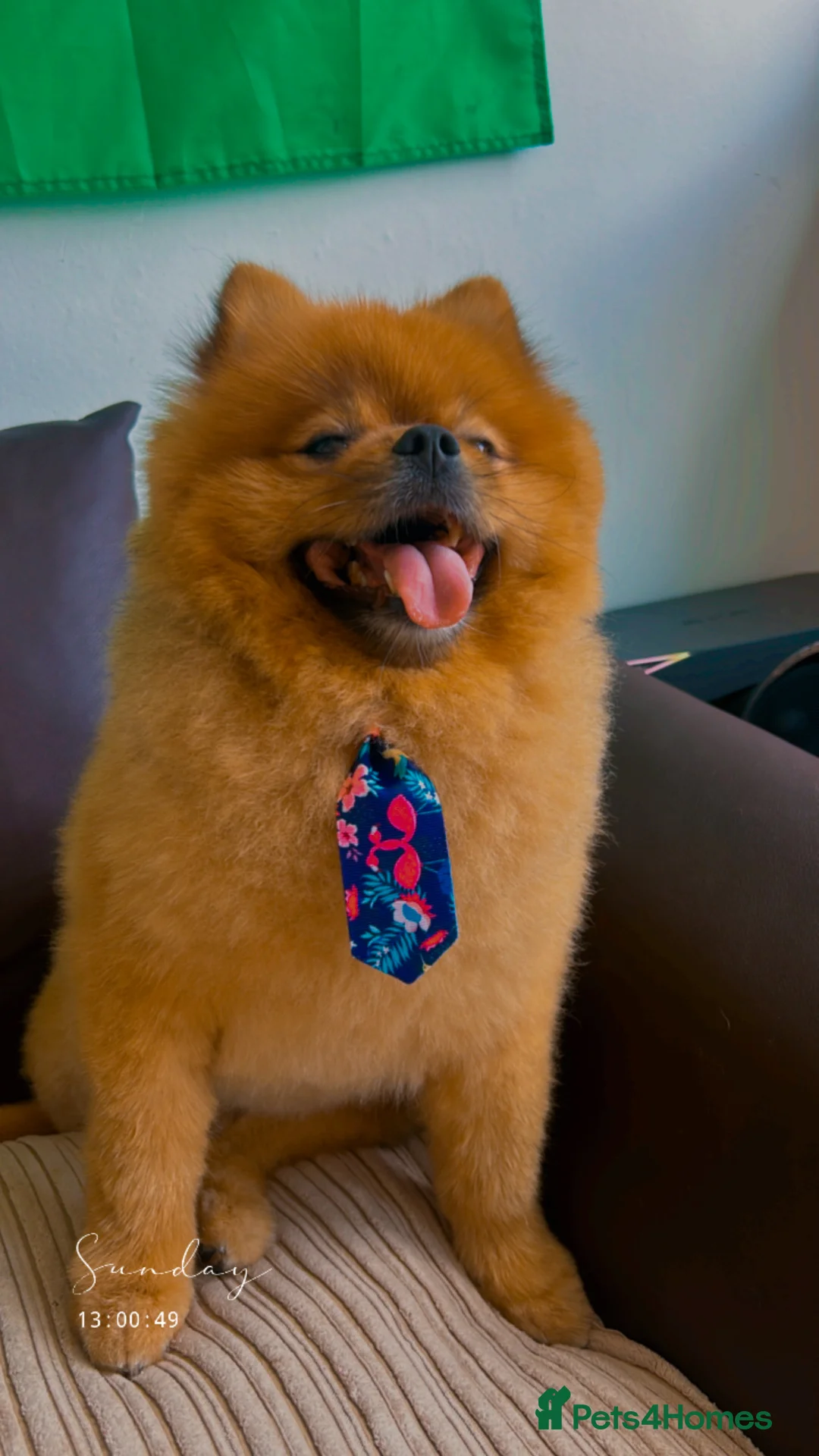 Pomeranian dogs for stud: Bolota in London - Advert 2