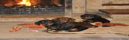 Dachshund dogs for sale: Miniature Smooth Haired Dachshunds - Advert 6