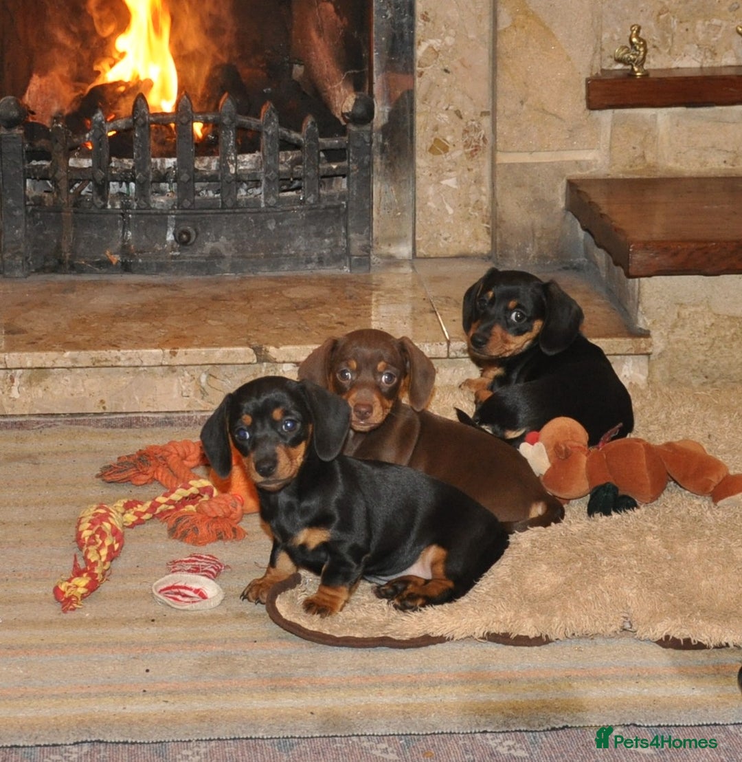 Dachshund dogs for sale: Miniature Smooth Haired Dachshunds - Advert 6