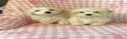 Mixed Breed dogs for sale: Cotonoodle pups ready now fully vaccinated  - Advert 9