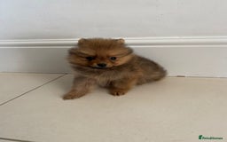 Pomeranian dogs for sale: Miniature Pomeranian  - Image 3